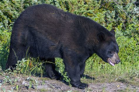 ursuv|Ursus (mammal) .